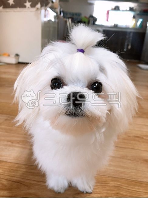 Pets,micro puppy,puppy,animal,dog,maltese,pet