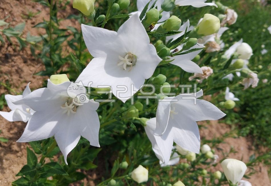 platycodongrandiflorus,balloonflower,꽃,도라지,도라지꽃,백도라지꽃,꽃잎,꽃봉오리,백도리지꽃봉오리,flower,leaf,petal,bud,배경화면