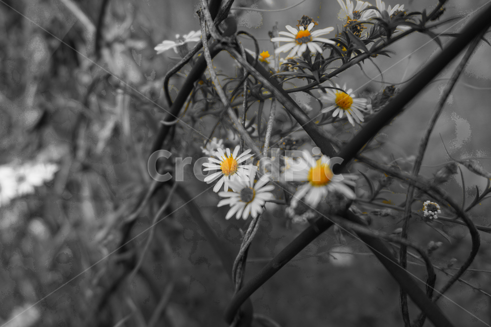 풀꽃,철조망,감성,흑백,노랑,꽃,flower,자연,yellow,nature,korea