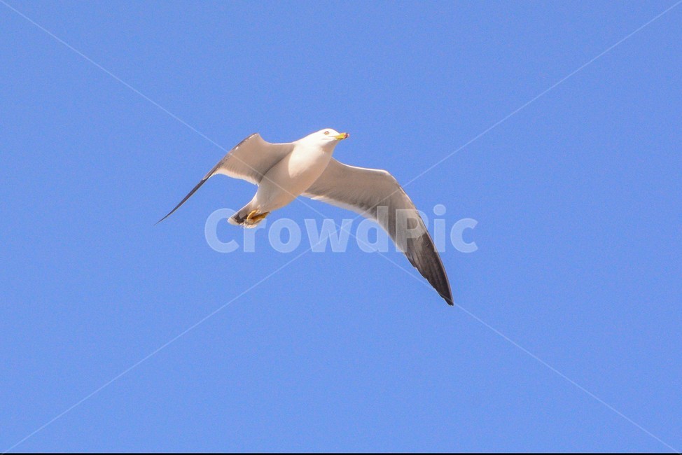 하늘,파란색,부산,갈매기,부산갈매기,날다,동물,조류,동물,animal,조류,새,birds