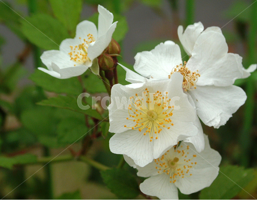 찔레꽃,장미과,식물,꽃,낙엽성관목,흰색,관상용,식물,자연,plants,nature,꽃,flower