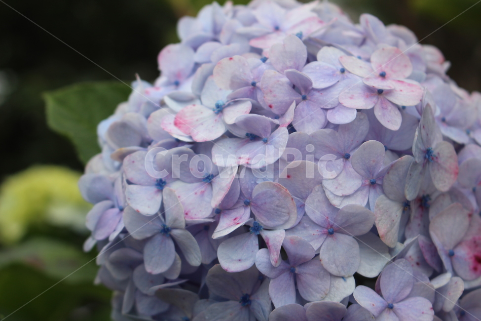 수국,보라빛,보라색,풍성한꽃,아름다운꽃,식물,자연,plants,nature,꽃,flower