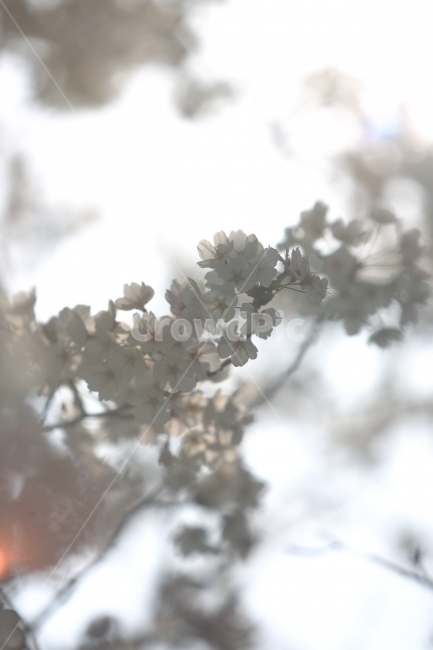 봄,벚꽃,자연,식물,여행,풍경,봄,계절,spring,season,식물,자연,plants,nature,꽃,flower,휴식,힐링,rest,relaxation,healing,plant,blossom