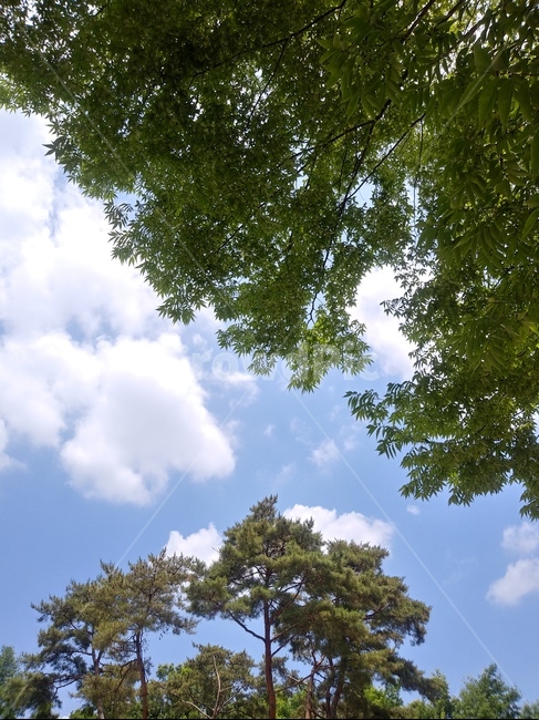 맑은하늘,구름,나무,하늘,여름,소나무