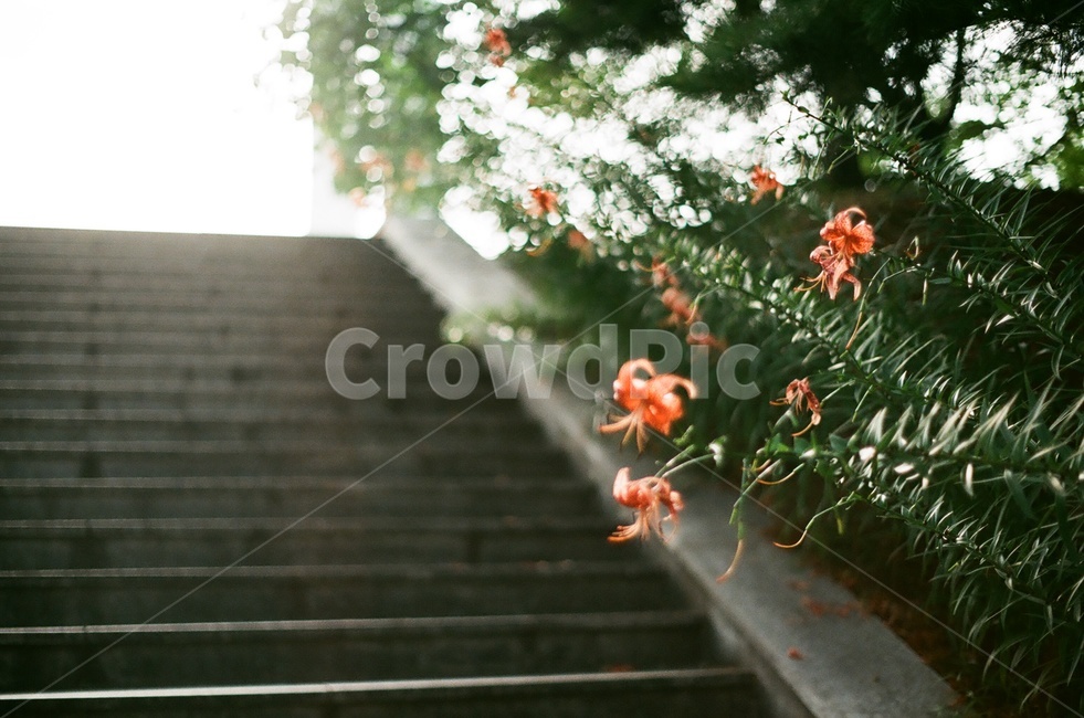 계단,햇빛,꽃,능소화,들꽃,공원,난간,handrail,banister,stairs,light,flower,flowers,street,산책,park,필름사진,식물,자연,plants,nature,꽃,flower