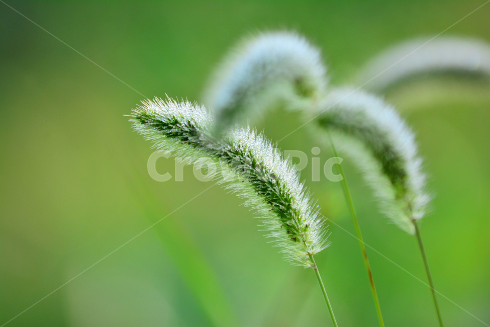 가을,강아지풀,이슬,가을분위기,가을느낌,시즌,계절,fall,autumn,들풀,초본,식물,자연,nature,flowers,background,백그라운드,배경,자연배경,바탕,10월,11월,풀밭,들꽃,가을서정,가을예감,물방울,그린,녹색,식물,자연,plants,nature