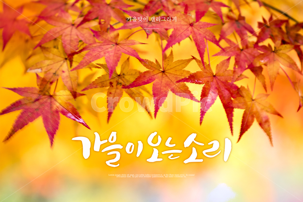 단풍,단풍잎,캘리그라피,손글씨,가을,배경,가을,계절,fall,autumn,season,캘리그라피,손글씨,calligraphy,plant,식물,leaf,잎,tree,나무