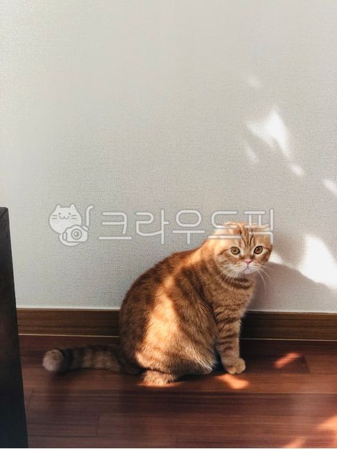 고양이,초상화,정면,햇빛,스코티쉬폴드,앉은,앉아있는,주황색고양이,치즈태비,고등어무늬,줄무늬,wood,목재,animal,동물,pet,cat,flooring,바닥,마루바닥,벽지,깨끗한