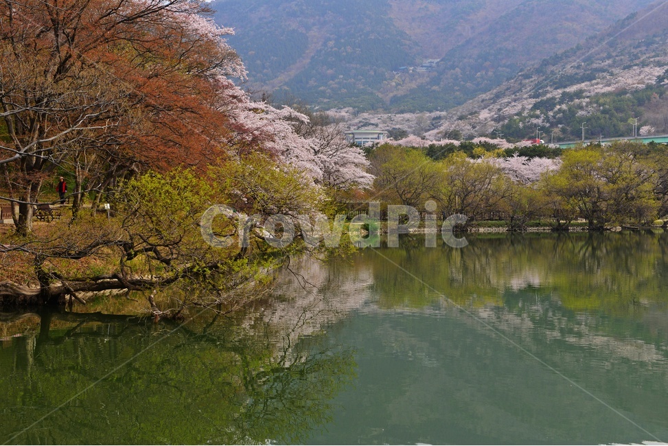 경남,창원,진해,여좌동,내수면환경생태공원,벚꽃,저수지,반영,봄,nature,자연,outdoors,옥외,plant,식물,봄,계절,spring,season,자연,풍경,nature,landscape,한국자연풍경,한국자연경관,korea nature landscape