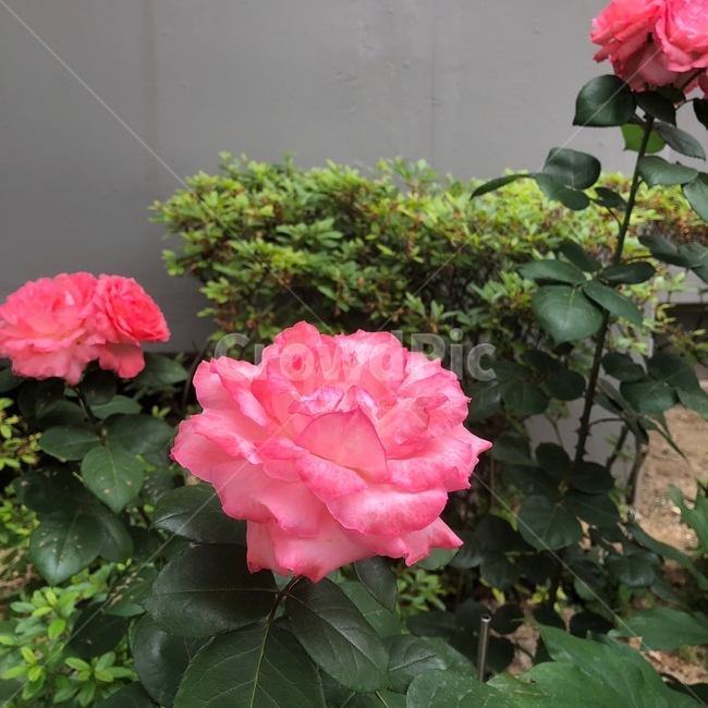 장미,꽃,자연,분홍장미,풍경,식물,자연,plants,nature,꽃,flower