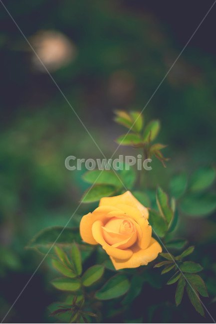 식물,장미,장미꽃,꽃,여름꽃,식물,자연,plants,nature,꽃,flower