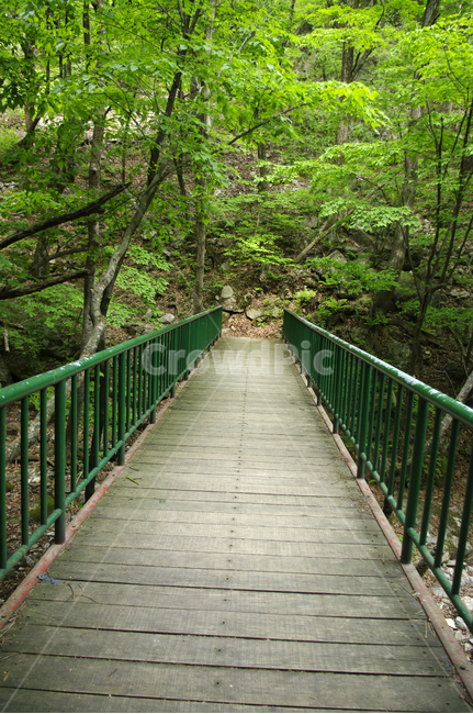 숲,길,나무,초록,풍경,식물,자연,풍경,nature,landscape,railing,난간,banister,handrail,building,건물,bridge,다리,boardwalk,산책로
