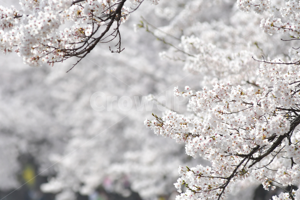 cherryblossom,벚꽃,blossom,꽃,flower,plant,식물,봄,계절,spring,season