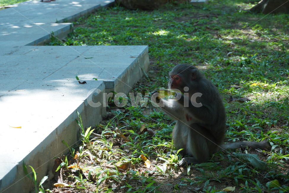 animal,monkey,원숭이,자연,동물,동물,animal,포유류,mammal