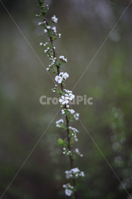 조팝나무,조팝나무꽃,bridalwreath,작은꽃,작은흰꽃,흰꽃,야생화,3월,4월,꽃,봄,봄날,봄꽃,화단,봄화단꽃,자연,식물,plants,nature,flower,spring,아웃포커싱,공원,봄,계절,spring,season,식물,자연,plants,nature,꽃,flower,plant