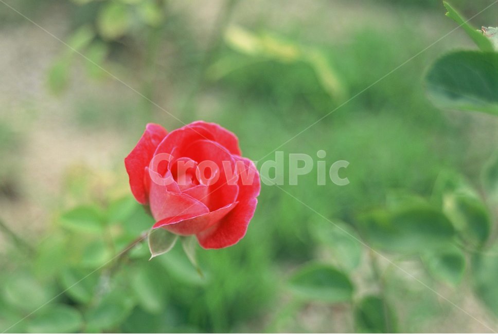 꽃,장미,필름카메라,자연,필름,풀,감성사진,식물,자연,plants,nature,꽃,flower