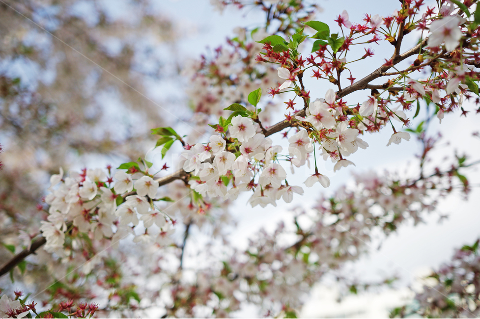 벚꽃,꽃,봄,cherryblossom,사쿠라,sakura,spring,flower,봄꽃,벚꽃나무,화사한,예쁜,봄,계절,spring,season,식물,자연,plants,nature,꽃,flower,plant,blossom