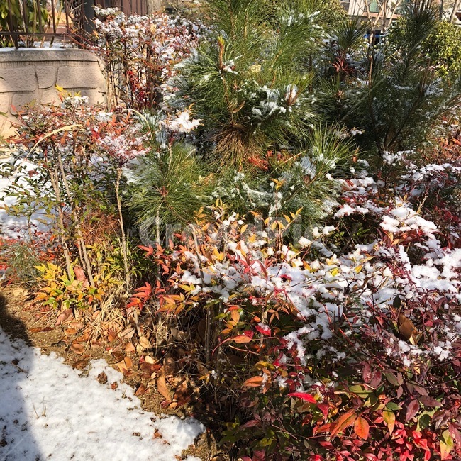 눈내린자연,눈내린낮,햇살,눈,자연,겨울,계절,winter,season