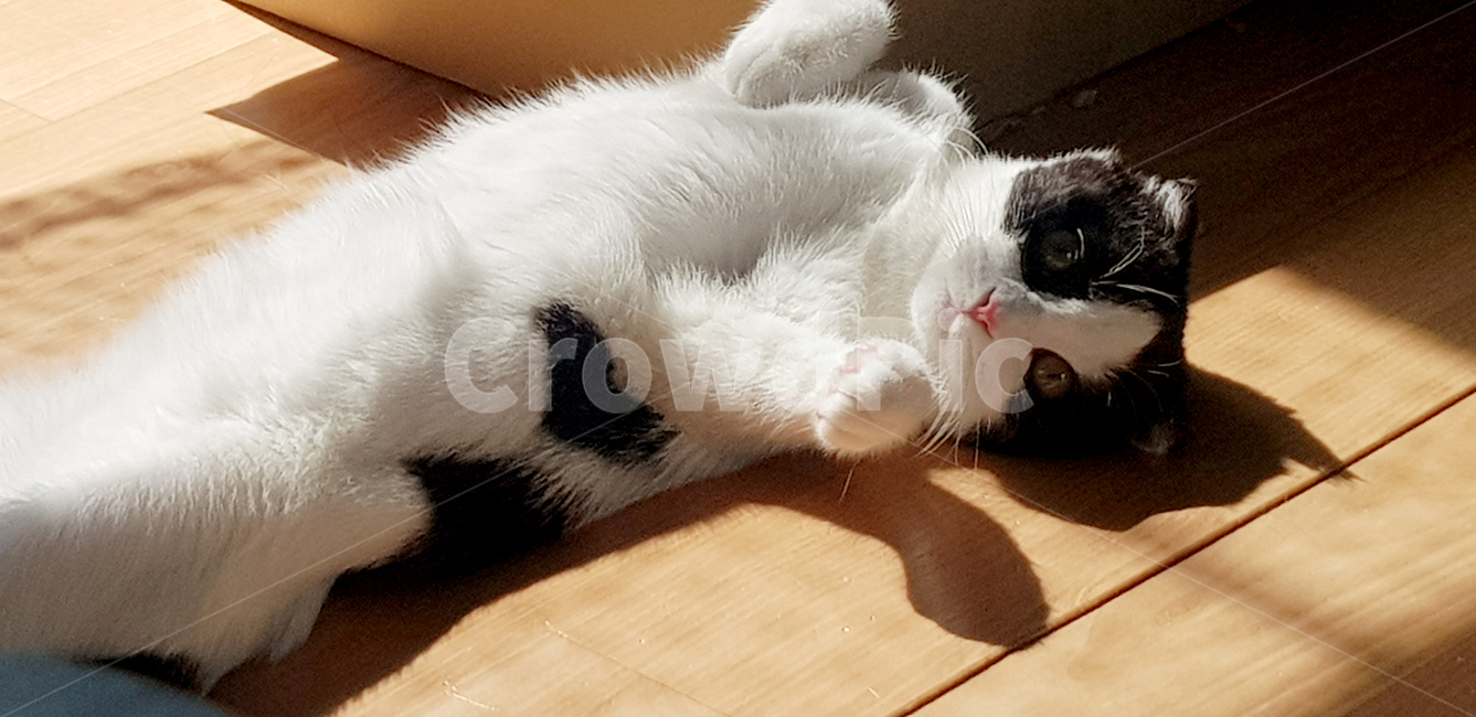 고양이,스코티쉬폴드,발라당,반려묘,cat,햇살