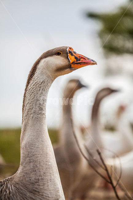 거위,조류,가축,새,goose