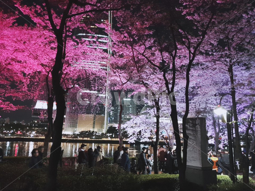 밤,밤꽃,벚꽃,밤벚꽃,산책