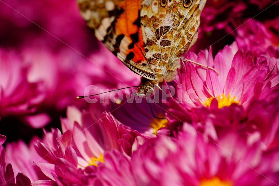 국화,소국,꽃,식물,플라워,나비,곤충,벌레,flower,plants,insect,bug,butterfly,버터플라이,자연,nature,접사,클로즈업,macro,closeup,가을,가을꽃,autumn,fall,10월,october,식물,자연,plants,nature,꽃,flower,동물,animal,곤충,벌레,insect,bug