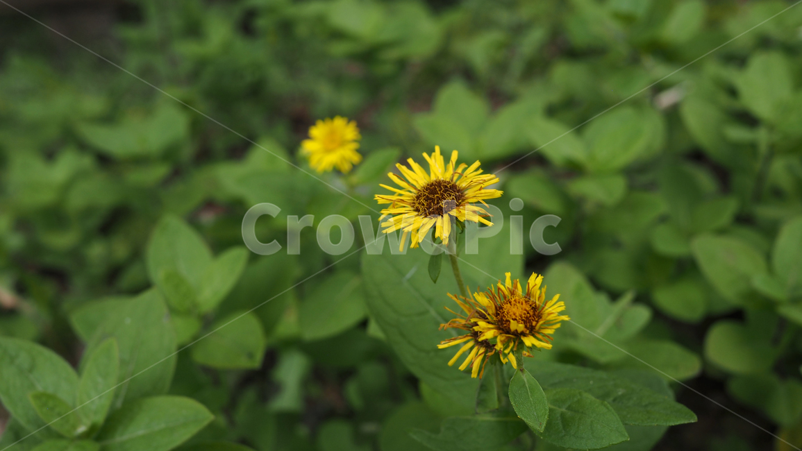 야생화,꽃,야생식물,wildflower,flower,식물,자연,plants,nature,꽃,flower