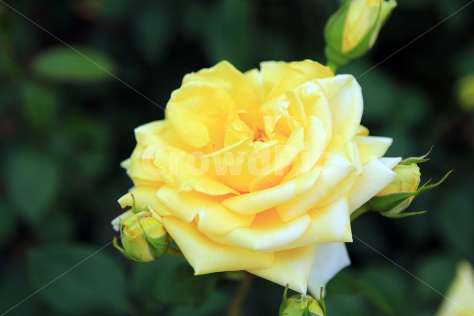 장미,꽃,flower,장미꽃,rose,꽃잎,꽃망울,꽃송이