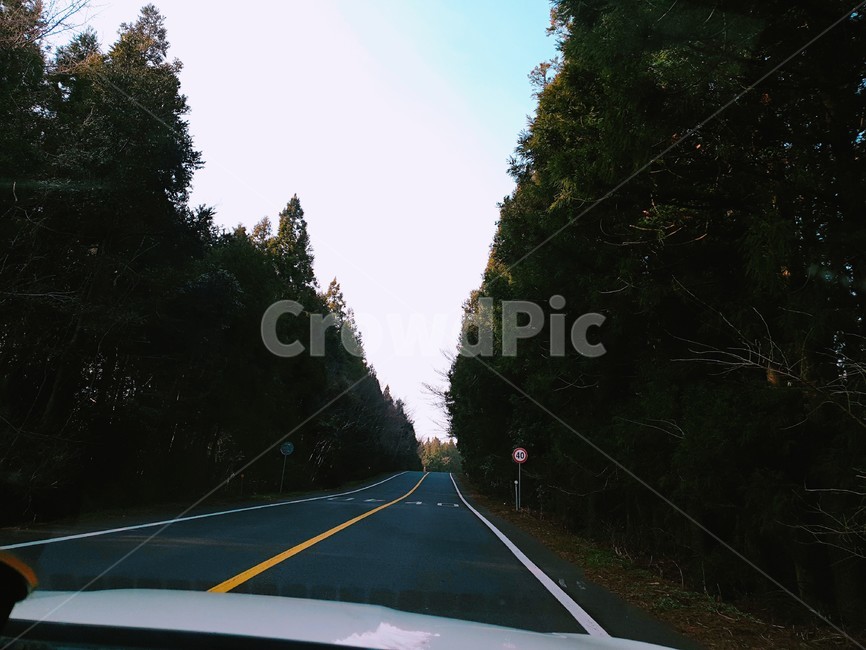 숲길,드라이브,경치,나무,차안,도로,제주도,한라산