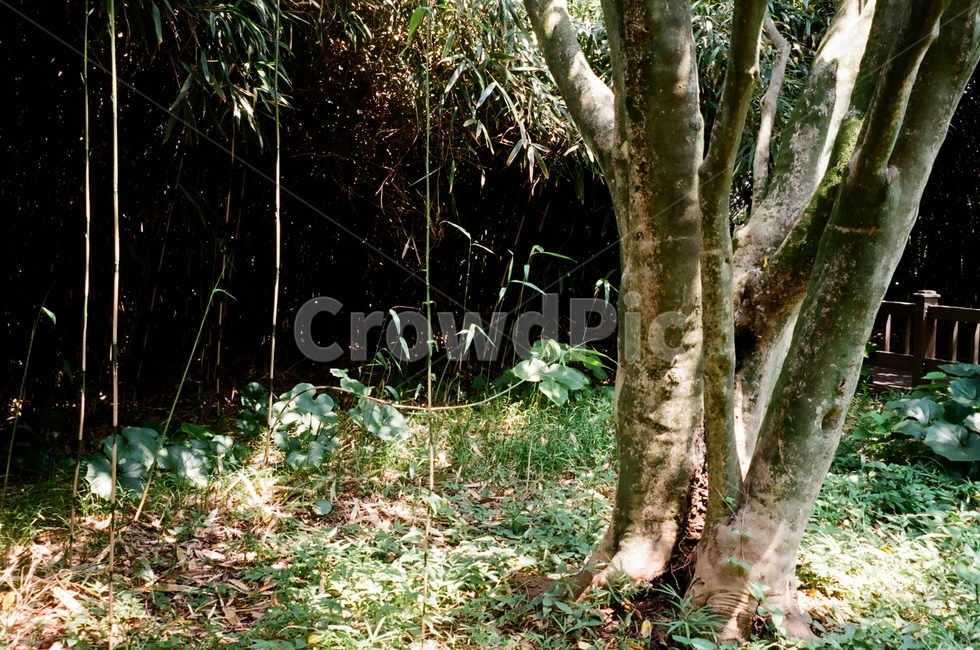 나무,식물,나무줄기,tree,자연,풀,나무,trees,wood