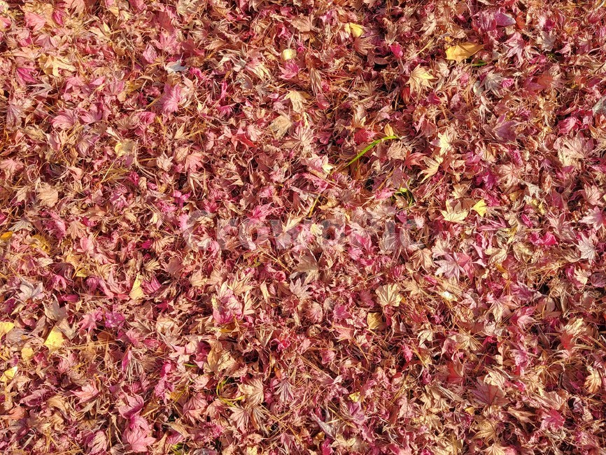 낙엽,단풍,나뭇잎,단풍잎,잎,자연,가을,maple,가을,계절,fall,autumn,season,ground,바닥,flower,꽃,plant,식물,petal,꽃잎,blossom