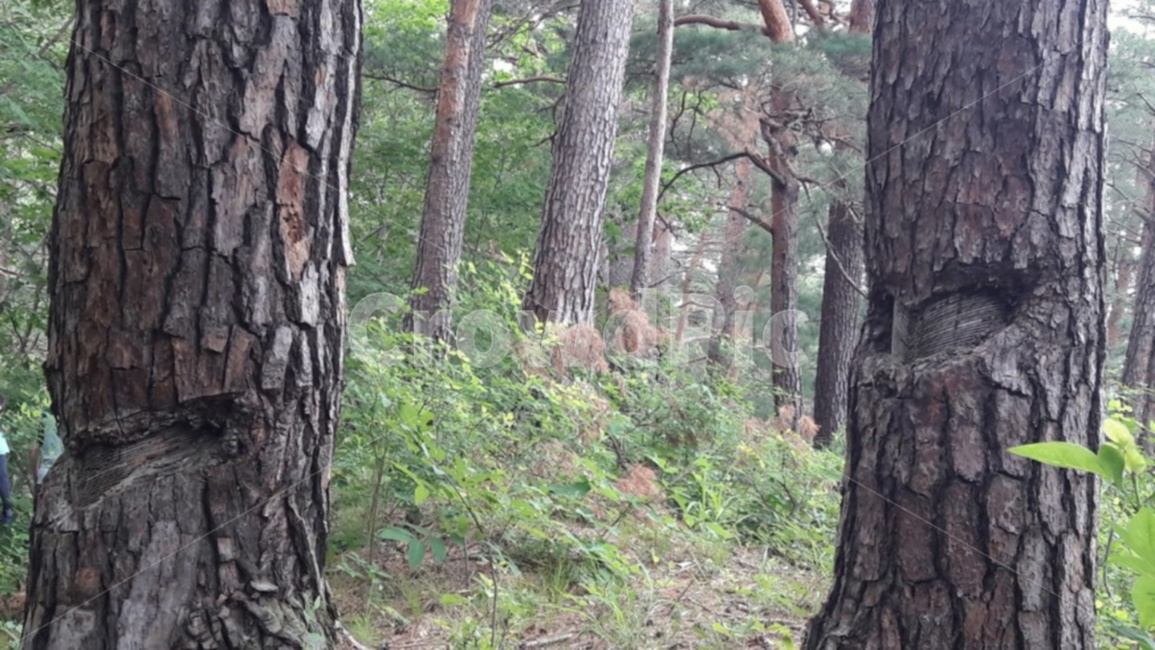 나무,숲,오솔길,동행,사람,식물,자연,plants,nature,나무,trees,wood