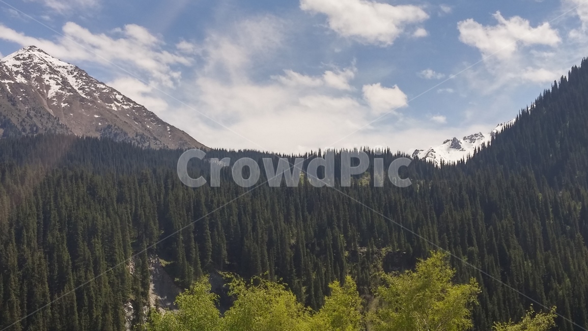 plant,식물,tree,나무,abies,아비,전나무,fir,자연,풍경,nature,landscape