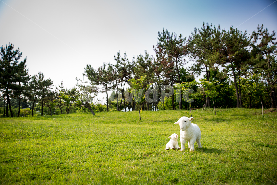 양,목양,푸른초장,초장,초원,풀밭,잔디,목축업,목장,livestock farming,ranching,pasture,사물,물건,오브젝트,thing,object,matter