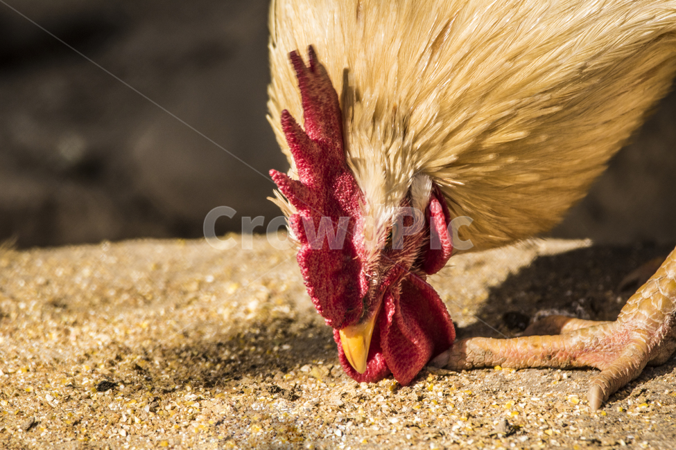 동물,닭,토종닭,수탉,새,조류,부리,가축,닭띠,동물,animal,조류,새,birds