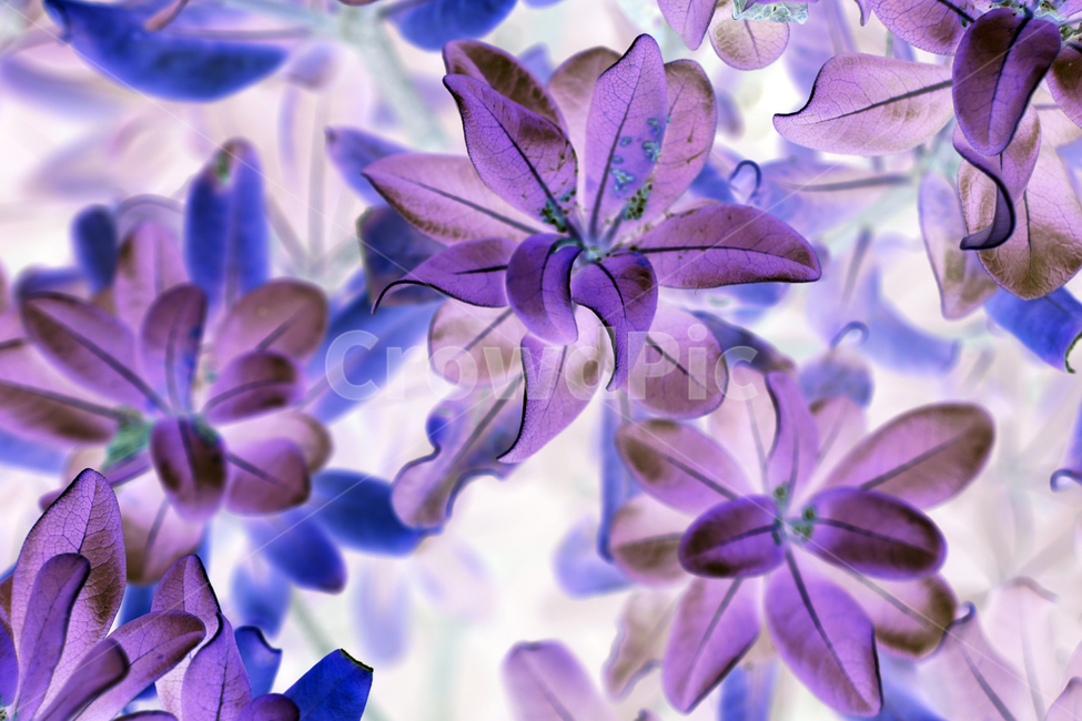 꽃배경,백그라운드,식물배경,클로즈업,배경화면,아름다운꽃,칼라,colorful,flower,beauty,nature,flowersbackground,background,나뭇잎배경,화려한,꽃,flower,색깔,색상,색채,색감,color sense,color sensitivity,feeling of color