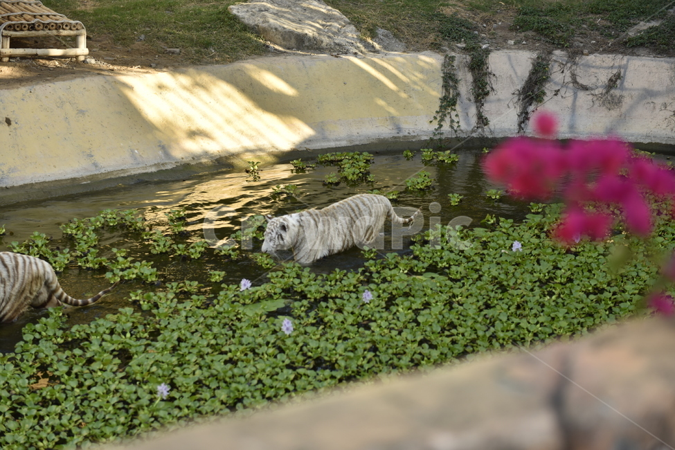 wildlife,야생동물,animal,동물,포유류,mammal,호랑이,tiger,plant,식물,동물,animal,포유류,mammal