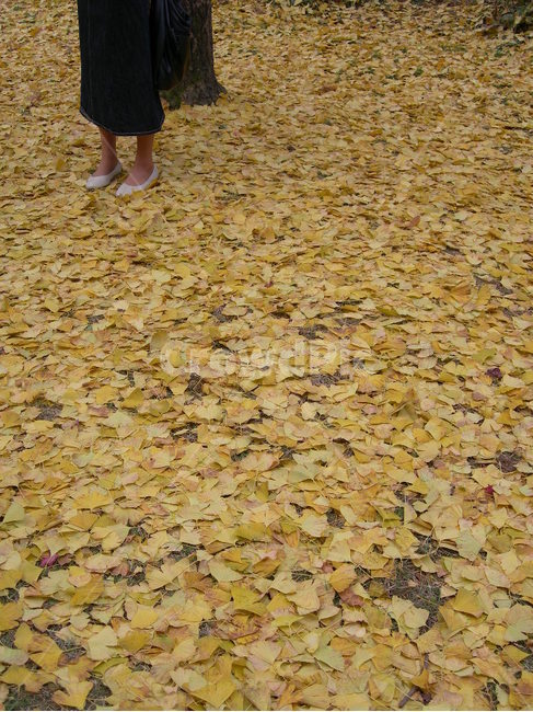 낙엽,은행잎,가을,사람,노랑,공원,산책,ginkgo,leaf,autumn,yellow,person,park,walking,leaves