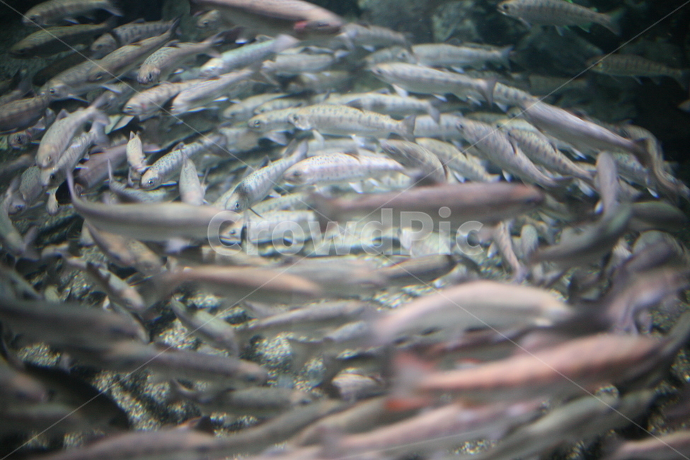 sea,해양생물,fish,물고기,청어,동물,animal