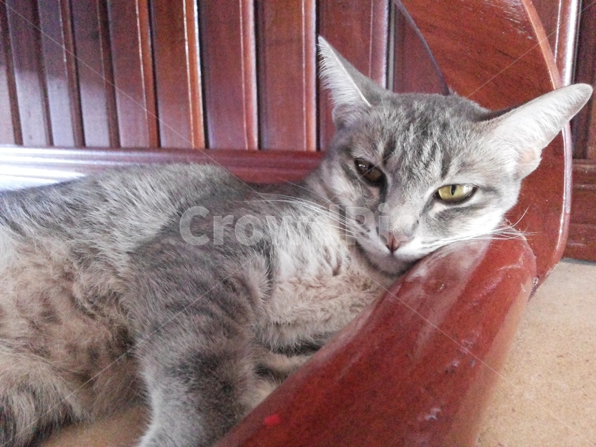 고양이,동물,아기고양이,cat,kitten