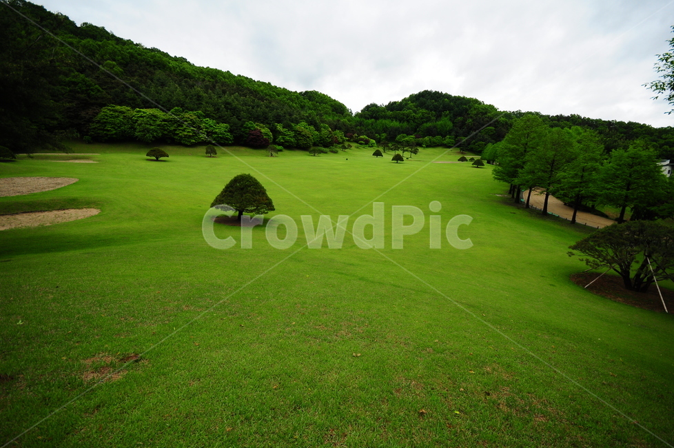 잔디,잔디밭,나무,산,산속,숲속,자연,풍경,nature,landscape,grass,plant,식물,outdoors,옥외,lawn