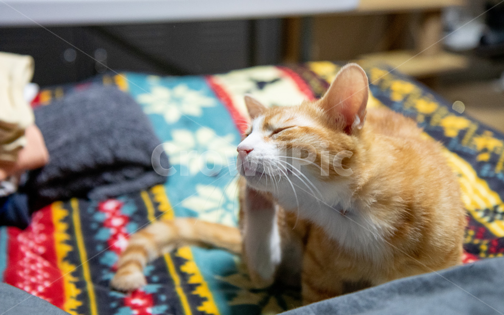 cheese cat,Korean Shorthair,cat,nose short,Cheese tabby