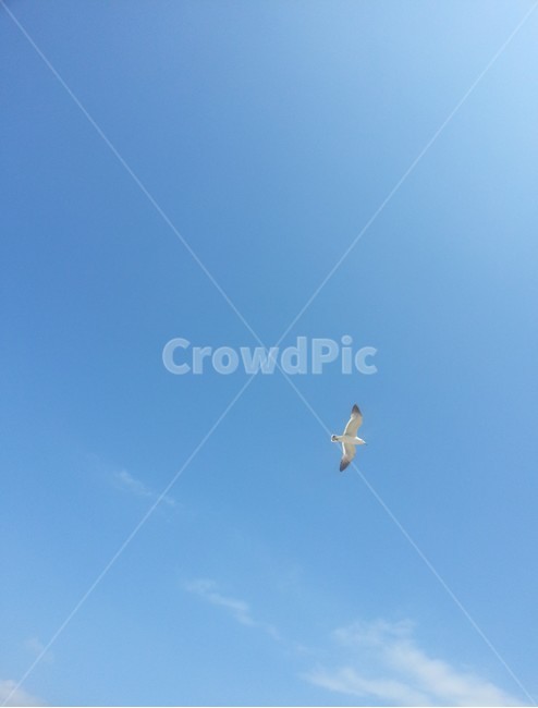 하늘,갈매기,풍경,여름,flying,animal,동물,bird,새,adventure,모험,sky,비행,flight,구름,cloud,skyblue