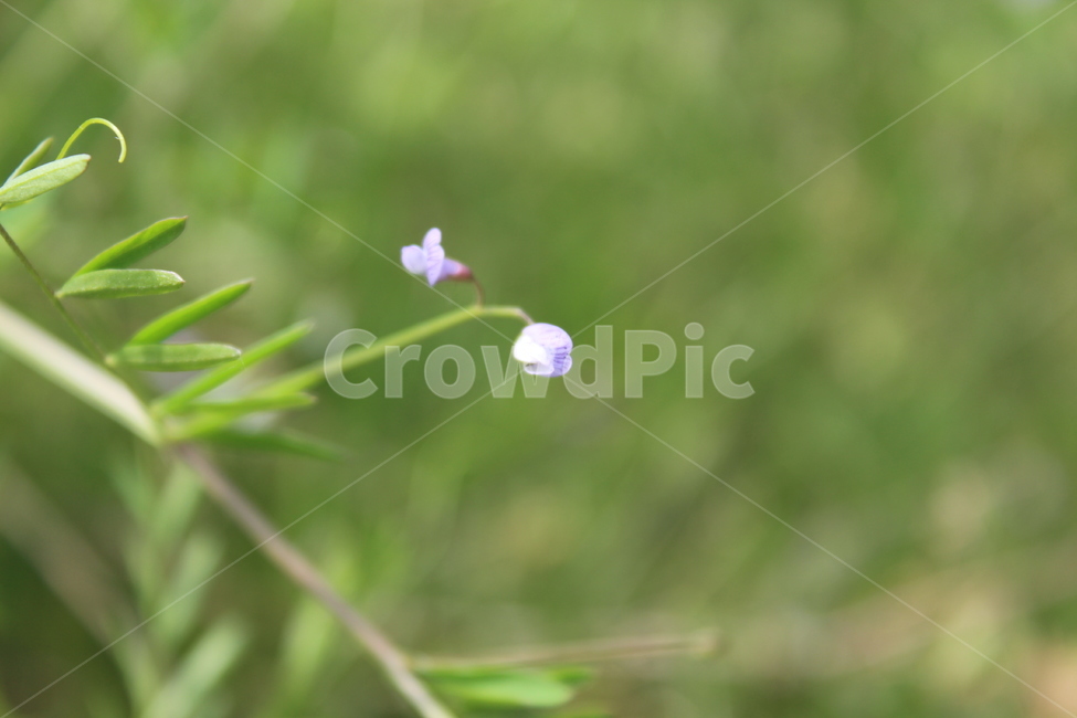야생화,들꽃,들에핀꽃,야생꽃,작은꽃,칼라풀,식물,자연,plants,nature,꽃,flower