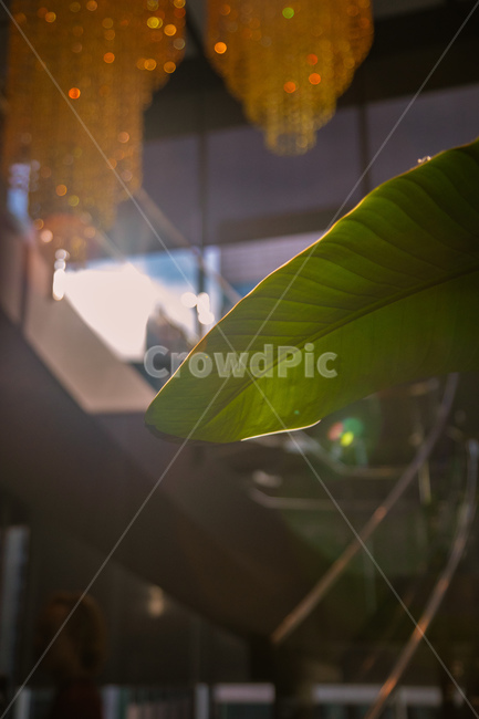 나뭇잎,풀,빛,햇빛,감성,따뜻,가을,창가,식물,자연,plants,nature