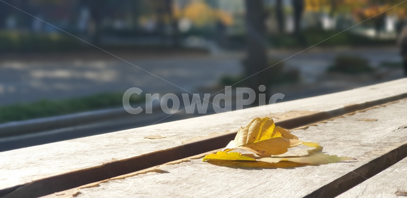 가을,노랑,나뭇잎,가로수,낙엽,가을,계절,fall,autumn,season,wood,나무,plywood,합판