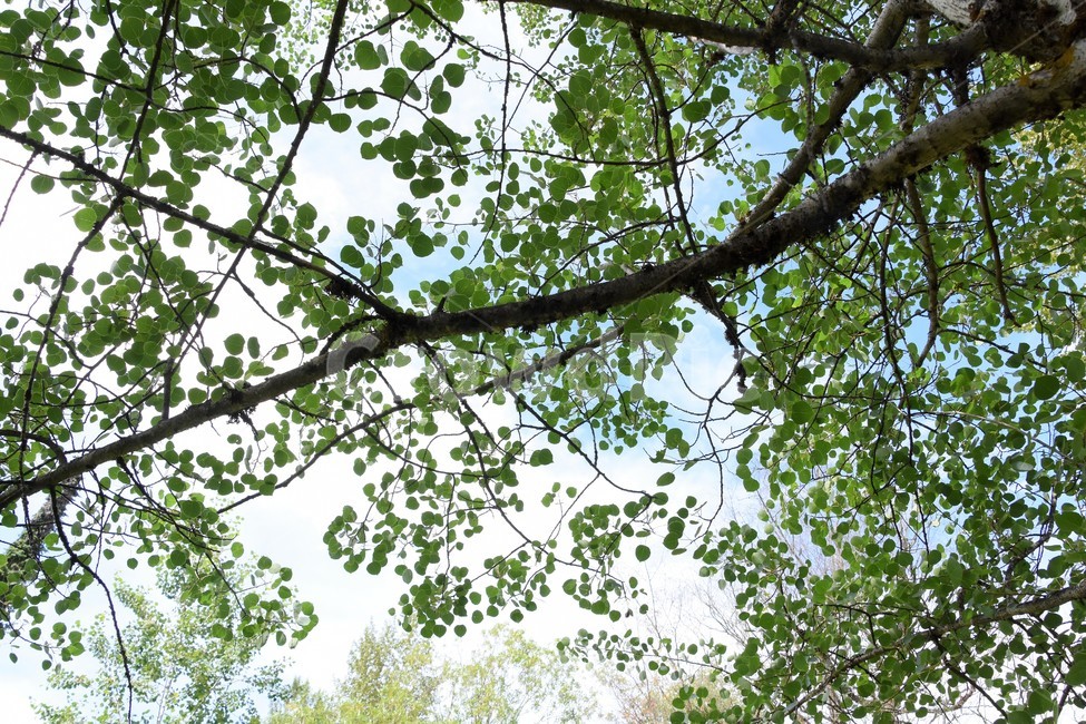 나무,나뭇잎,흐드러짐,나무가지,역광,식물,자연,plants,nature,나무,trees,wood