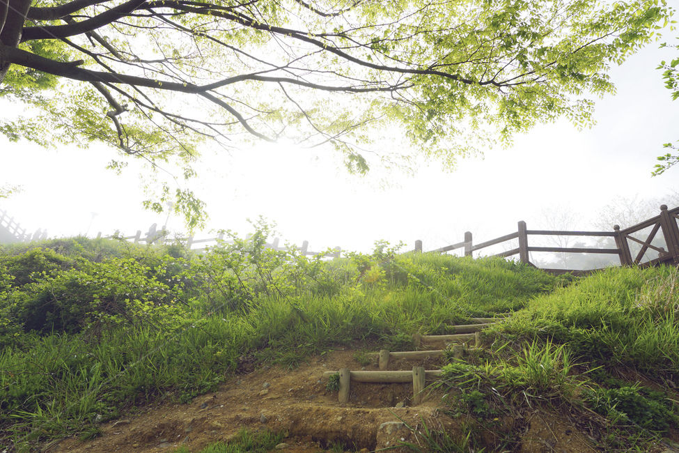 풍경,자연,나무,안개,공원,숲,landscape,nature,tree,park,fog,mist,자연,풍경,nature,landscape,휴식,힐링,rest,relaxation,healing,outdoors,옥외,vegetation,초목,plant,식물