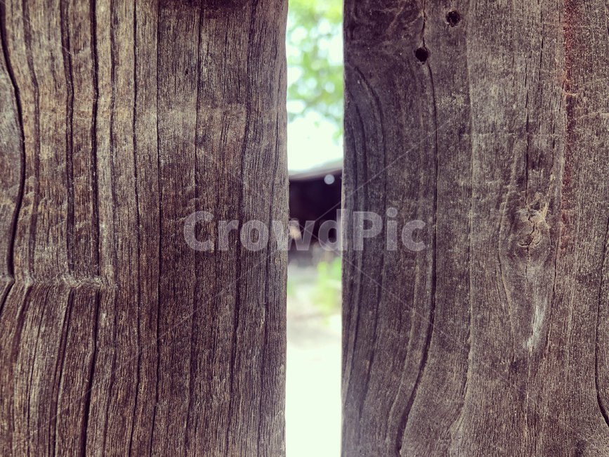 틈새,틈,나무,원목,tree,시야
