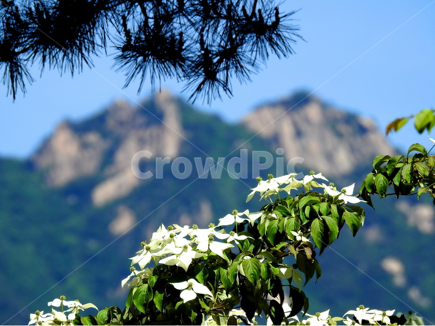 산,꽃,식물,풍경,자연경치,자연,풍경,nature,landscape,한국자연풍경,한국자연경관,korea nature landscape,식물,plants,꽃,flower,plant,leaf,잎